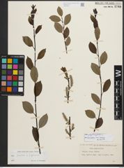 Foto von Salix phylicifolia L.